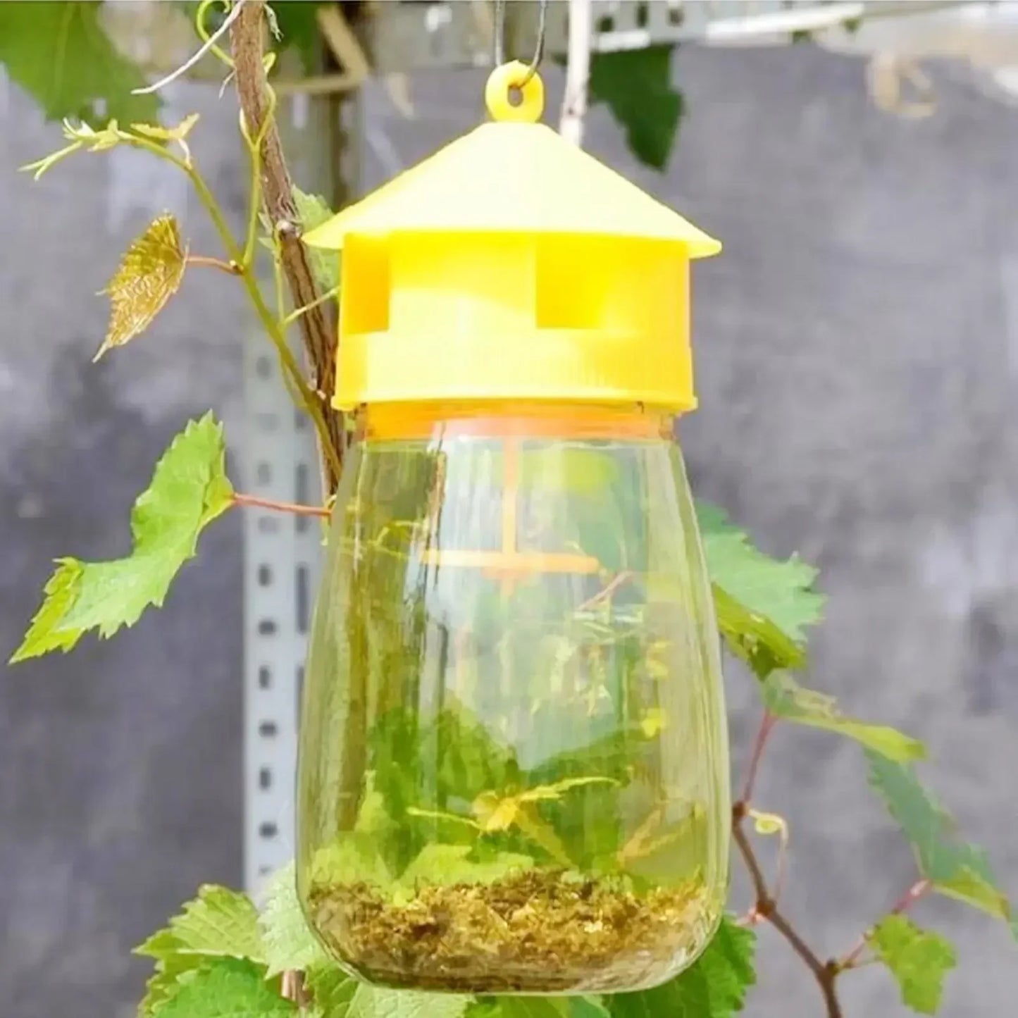 Fruit Fly Trap Killer Plastic Drosophila Trap Anti Fly Fruit Fly Killer Catcher Orchard Insect Trap Pest Control Products Drop - The Nex Store